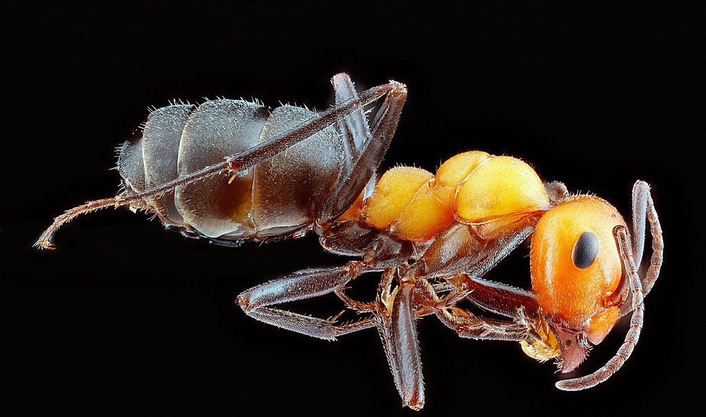 Ant Control service in Taylor, MI