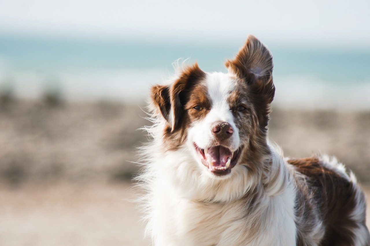 Flea & Tick Control service in Taylor, MI