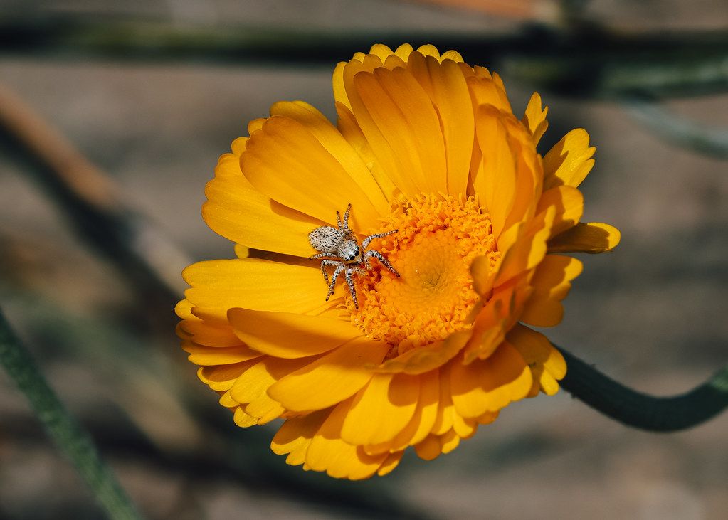 Spider Control service in Taylor, MI